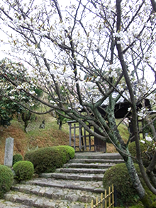 西寿寺桜風景