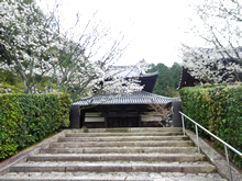 西寿寺本殿桜風景