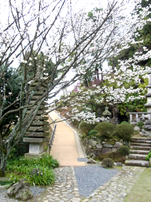 西寿寺境内桜風景