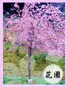 桜散骨　花園